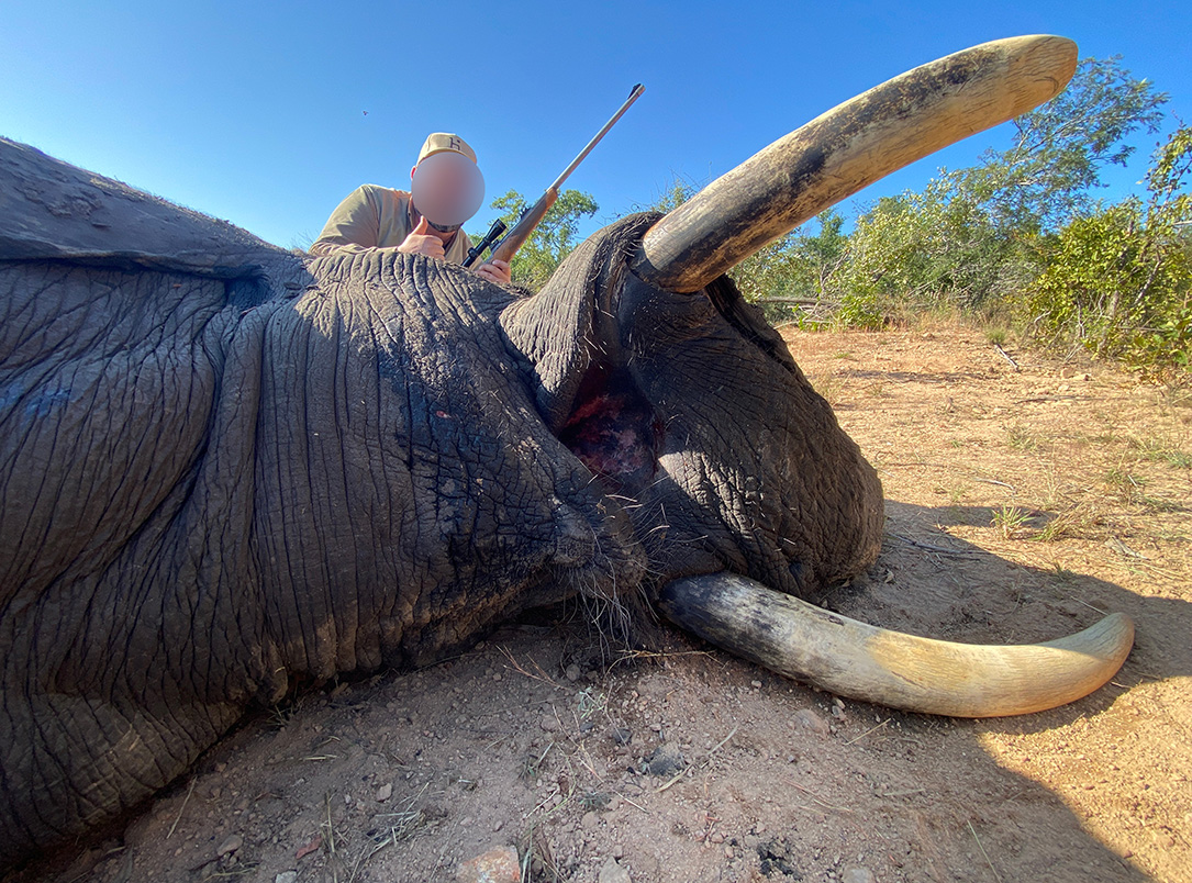 Ivan Z. / Zimbabwe | slon africký